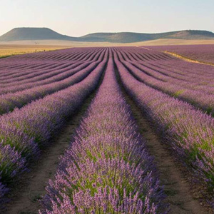 Лавандовые поля и сезон цветения в Крыму: где искать красивые виды