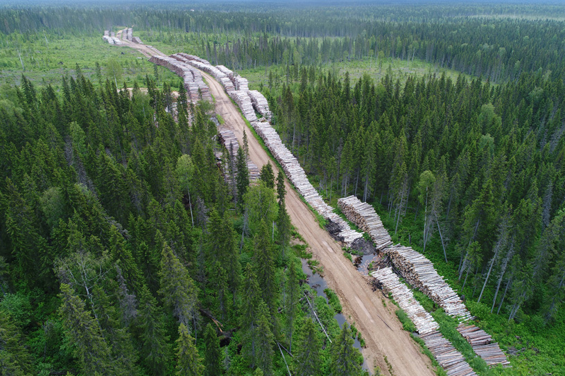 Вырубка лесов в Архангельской области. Фото: shpilenok.livejournal.com