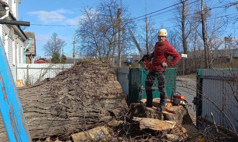 цепная пила - инструмент для валки деревьев