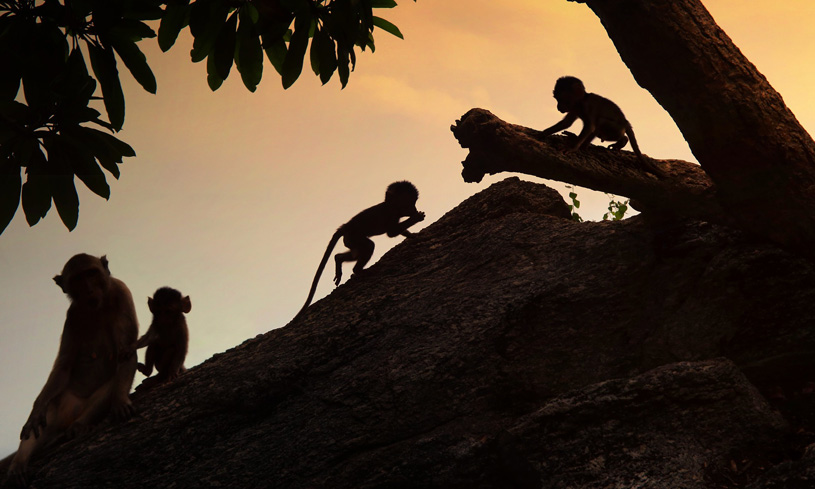 Обезьяны у горы Такиаб